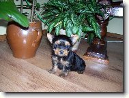 Jorkrsk terier, Yorkshire Terrier,