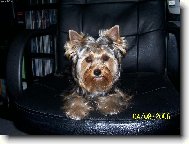 Jorkrsk terier, Yorkshire Terrier,